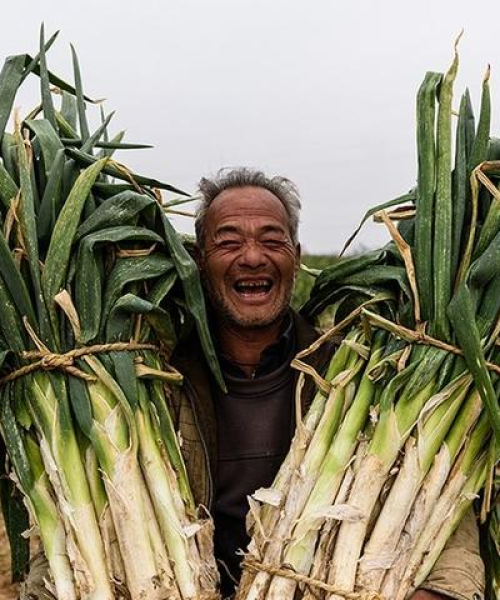 如何通过技术咨询提升农业产量