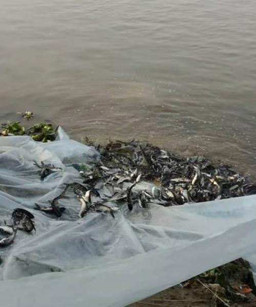 白河新闻头条，成都白河流域综合治理取得显著成果