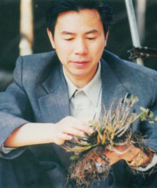 仙草新闻头条号，揭示仙草的最新研究与产业发展