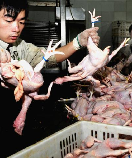 今日山东猪价最新行情分析