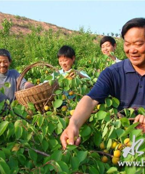 杏仁加工公司排名及市场分析