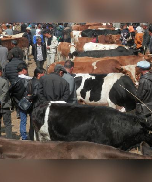 肉牛价格今日行情分析