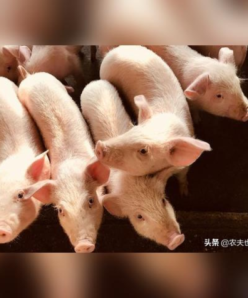 今日湖南生猪价格最新行情分析