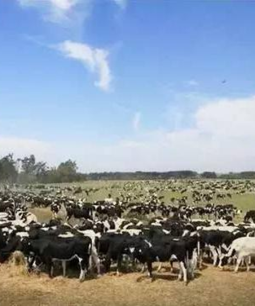 政策要点：新澳今天最新准确资料｜最佳精选解释落实