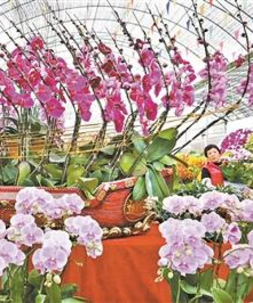 花卉博览园深圳最新动态与亮点解析