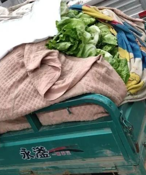 生菜今日最新价格行情分析