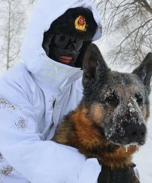 世界军犬伙食排名，营养与力量的均衡