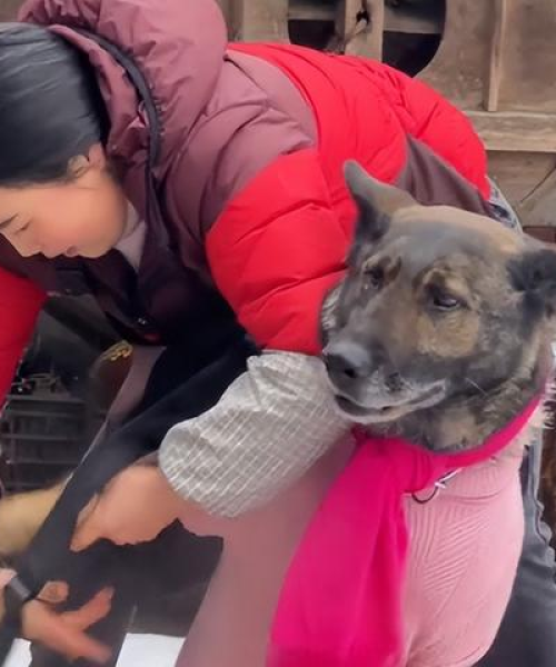 步枪神犬排名前十名——专业解读与深度分析