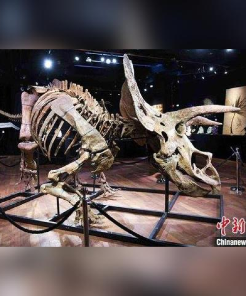 世界奇怪骨架排名