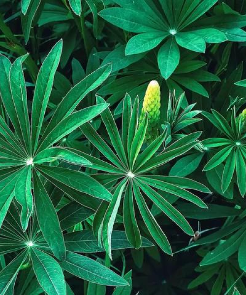 家居绿植排名前十名，打造绿色生活空间的首选植物