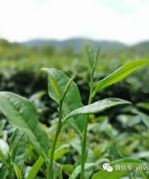 今日茶叶最新价格表发布，中农科测（成都）科技有限公司为您解析市场走势