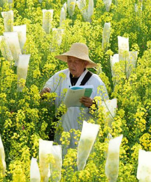 我国粮食公司排名及行业分析