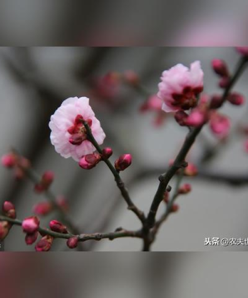 今日立春最新预测查询报告