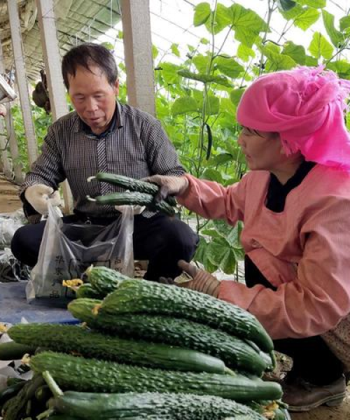 农业科技如何帮助农民应对气候变化