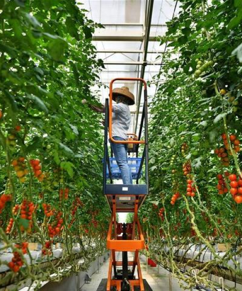 农业自动化解决方案案例分析