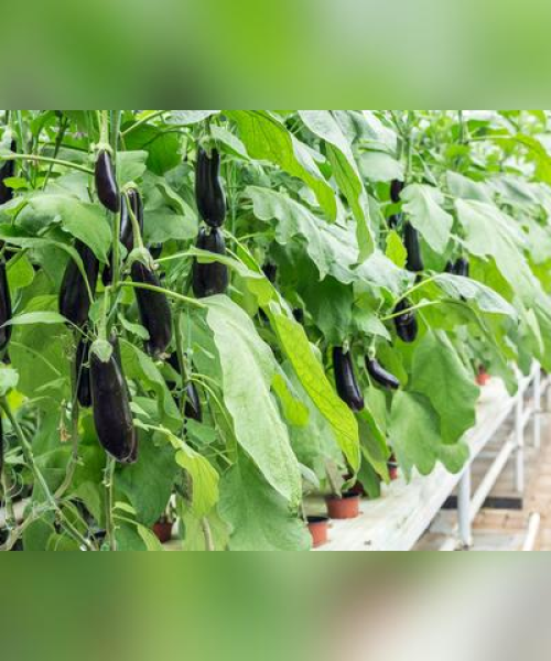 现代化农业科技在蔬菜种植中的应用