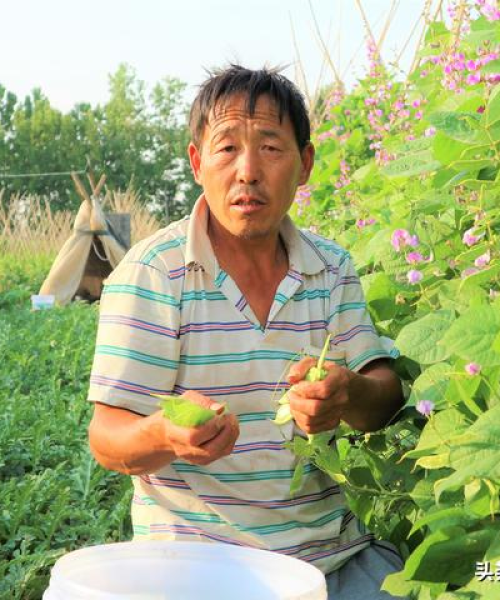 豆角王今日价格最新报价及市场分析