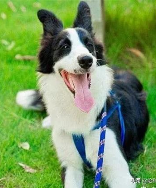 金毛犬排名前十名图片展示及特点解析