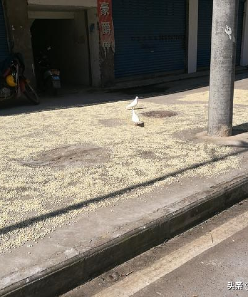 今日汤油行情最新消息新闻
