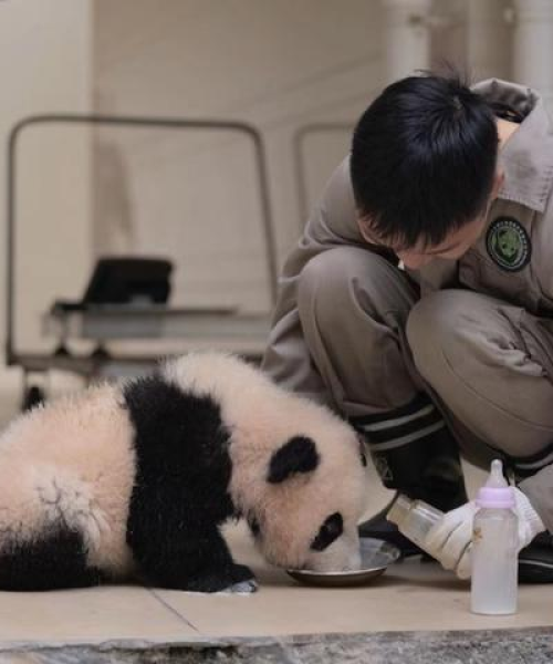 关于熊猫怡畅最新视频的文章