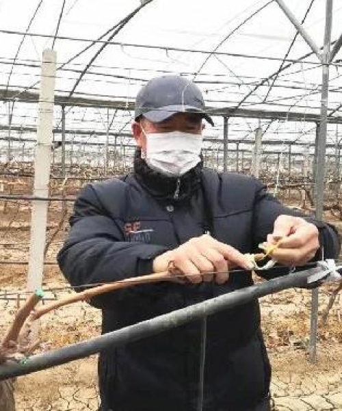今日麦田状况最新消息