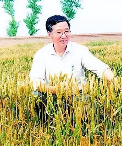 农业科技对提高粮食产量的贡献数据分析