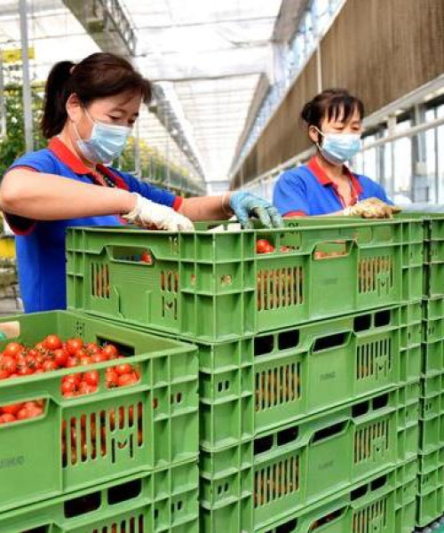 借助新技术提升农业效率与效益